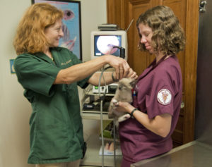 Vet Clinic Galveston, TX  - Cat & Dog Veterinarians