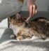 Closeup of female combing fur cat with brush, sitting on sofa. Cat grooming, combing wool